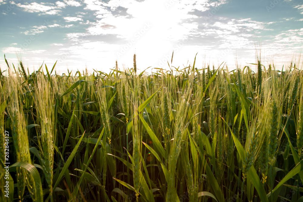Obraz premium wheat farm