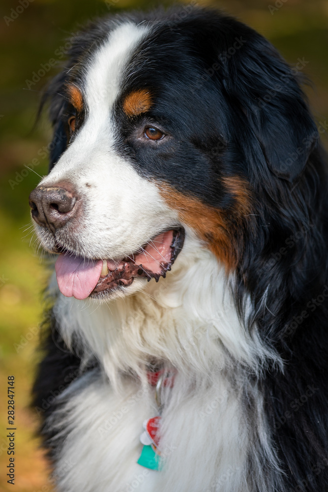 Bernese Mountain Dog 3