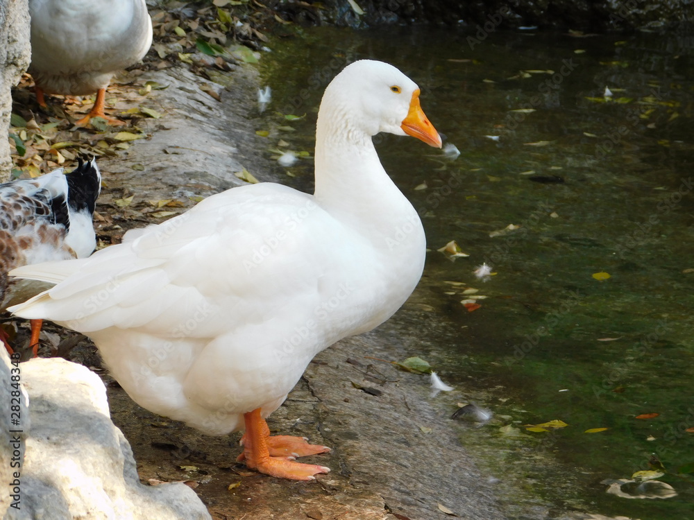 Domestic goose, or Anser anser domesticus, in Athens, Greece Domestic goose, or Anser anser domesticus, in Athens, Greece