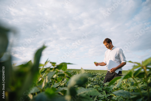 Agronomist inspecting soya bean crops growing in the farm field. Agriculture production concept. Agribusiness concept. agricultural engineer standing in a soy field © Serhii