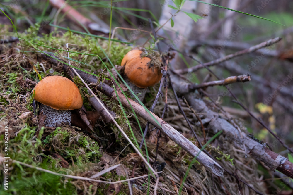 boletus isolated