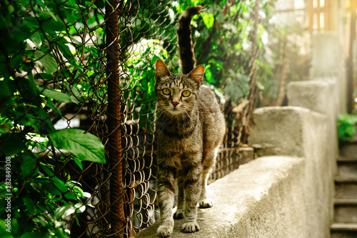 Curious street cat. Animal portert