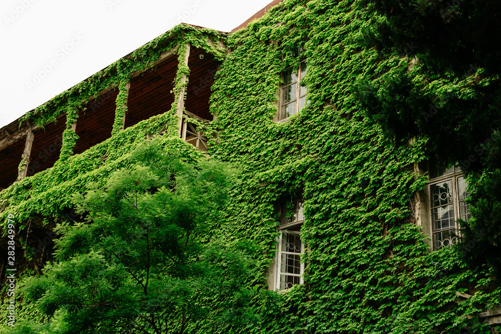 The building is overgrown with ivy. Windows in green foliage The building is overgrown with ivy. Windows in green foliage