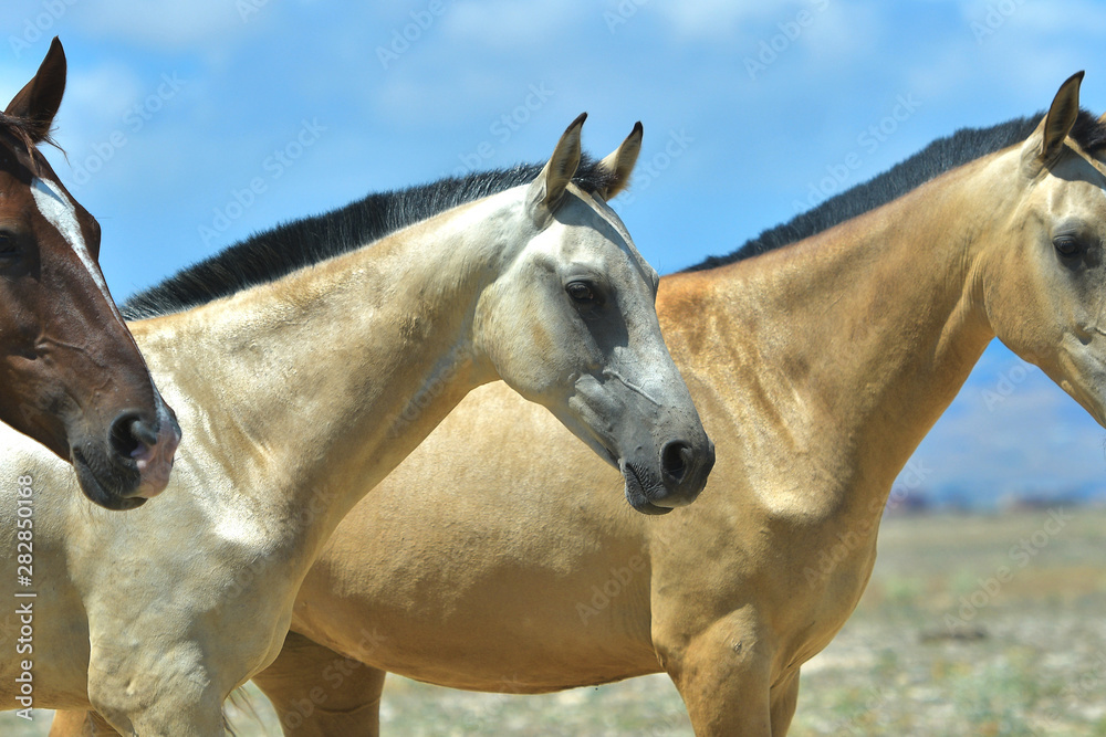 Fototapeta premium Herd of free young akhal teke breed horses againt brigh blue sky. Many colorful youngsters walking in freedom.