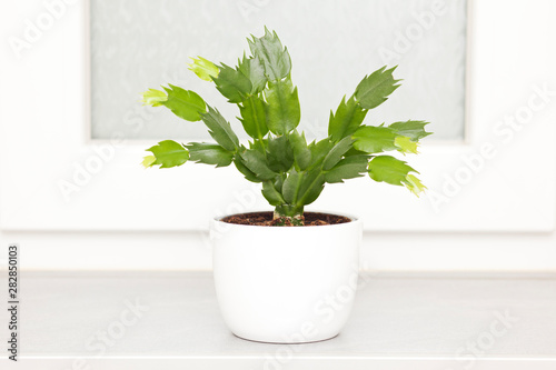 Photo of a cactus in a white pot on the window board.