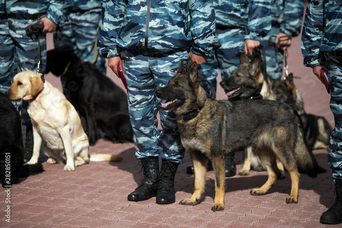 Guard dog in equipment with the inscription Police. The Russian Police photo