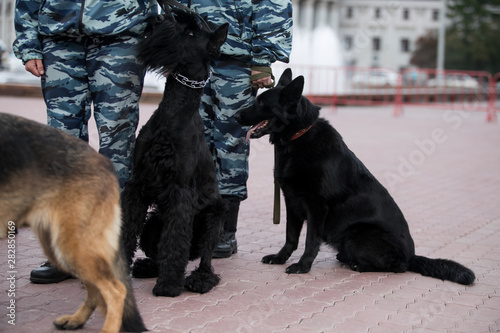 Guard dog in equipment with the inscription Police. The Russian Police photo