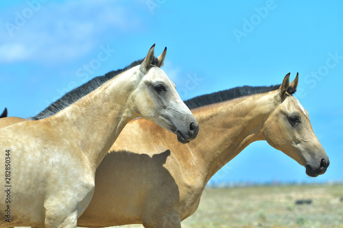 Herd of free young akhal teke breed horses againt brigh blue sky. Many colorful youngsters walking in freedom.