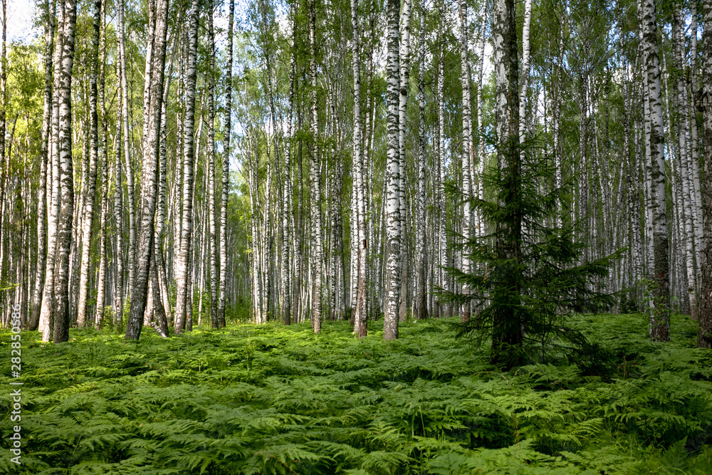 Fototapeta premium Brzozowy las latem. Paproć rośnie poniżej
