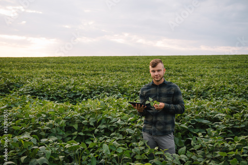 Young agronomist holds tablet touch pad computer in the soy field and examining crops before harvesting. Agribusiness concept. agricultural engineer standing in a soy field with a tablet in summer