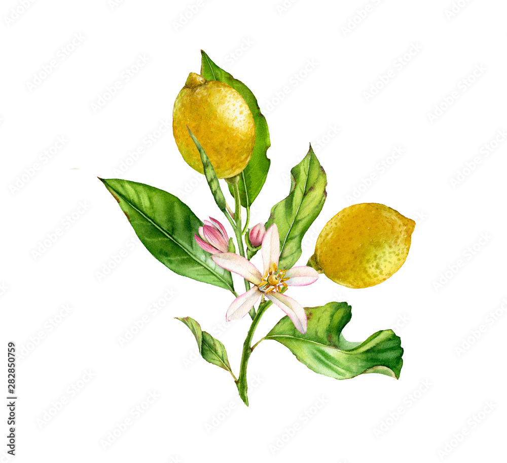 Lemon fruit tree branch with flowers leaves. realistic botanical watercolor illustration: two whole citrus, isolated artwork on white hand drawn fresh tropical food yellow design element