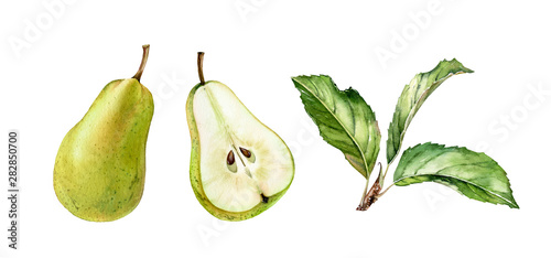 green pear fruits half slice cut realistic botanical watercolor illustration set with tree branch leaves. ripe juicy isolated hand painted, fresh exotic food golden green for food label design