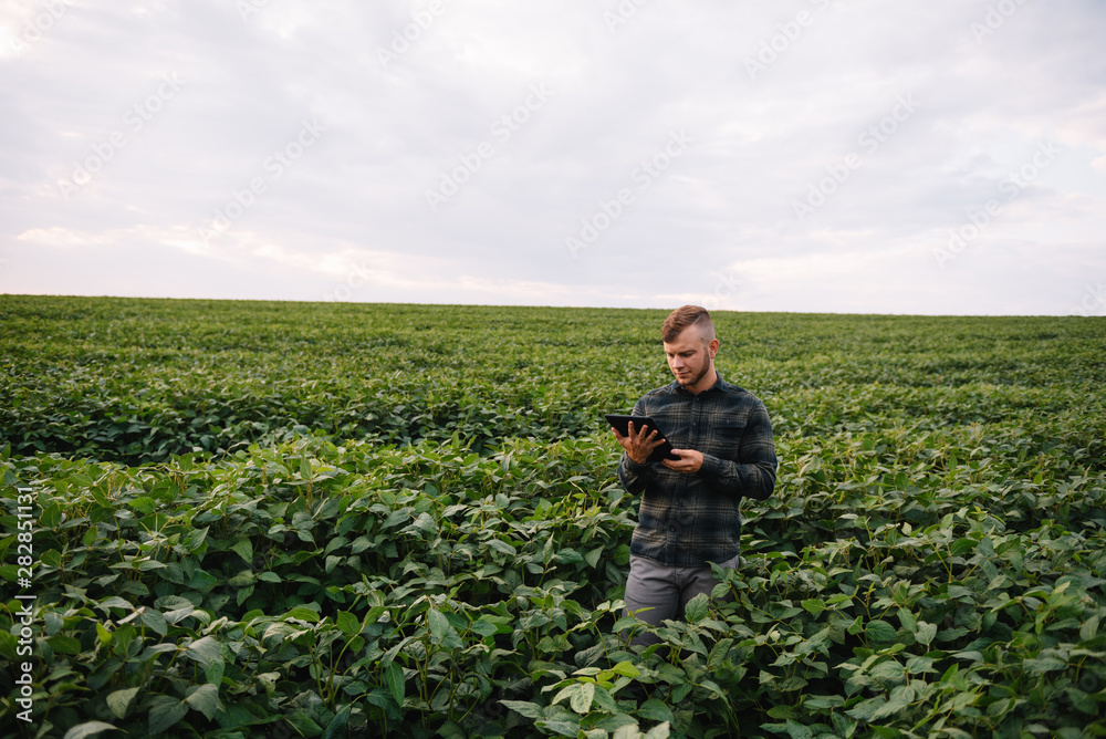 Young agronomist holds tablet touch pad computer in the soy field and examining crops before harvesting. Agribusiness concept. agricultural engineer standing in a soy field with a tablet in summer Young agronomist holds tablet touch pad computer in the soy field and examining crops before harvesting. Agribusiness concept. agricultural engineer standing in a soy field with a tablet in summer
