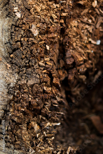textura tronco árbol partido