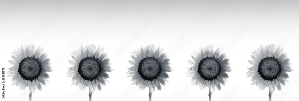 High resolution back and white panoramic photo  montage of individually colour graded Sunflowers