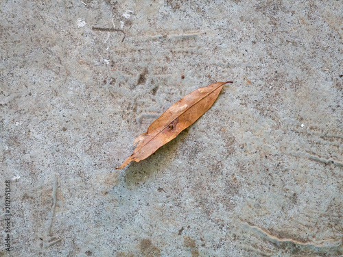 Leaf on a concrete floor
