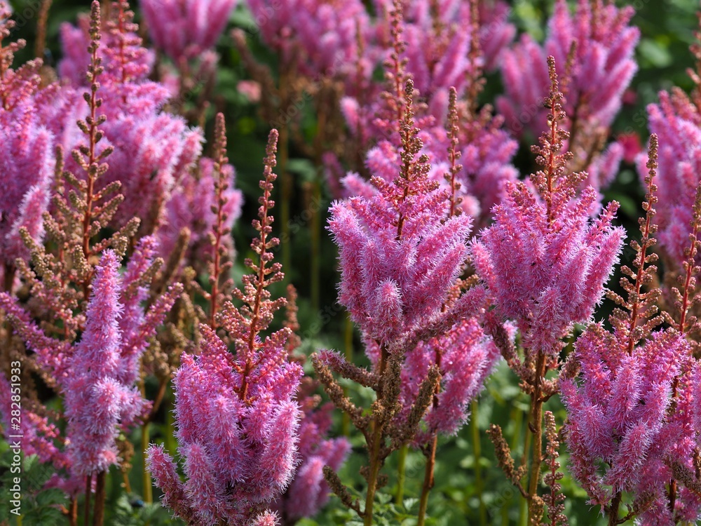 Soft and pretty pink Astilbe flowers in a summer garden