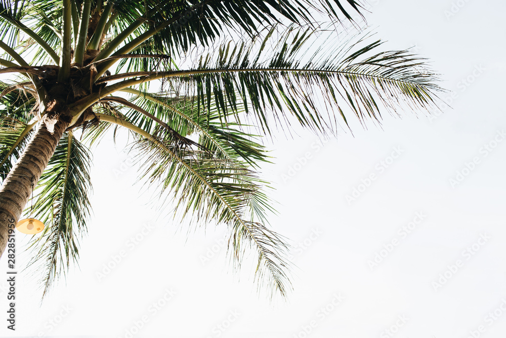 Summer tropical green palm tree against white sky. Minimal wallpaper.Summer concept on Phuket, Thailand.