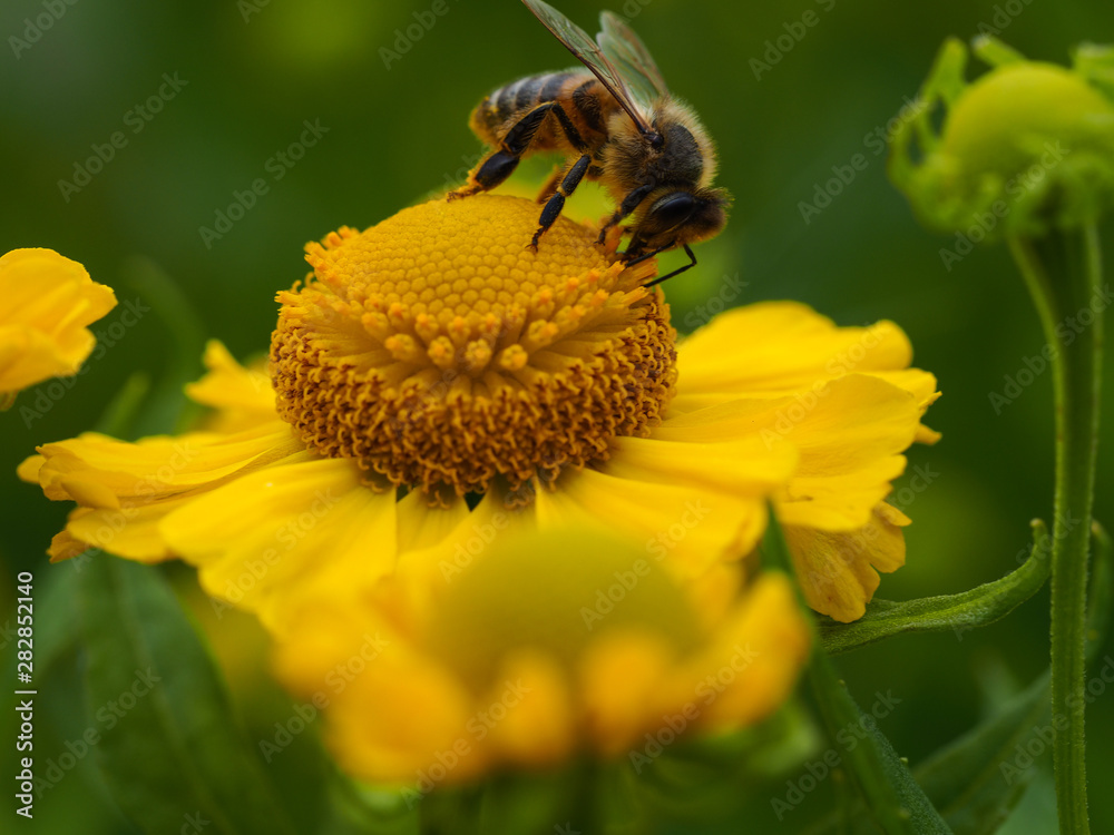 Honey bee on a yellow Helenium flower Honey bee on a yellow Helenium flower
