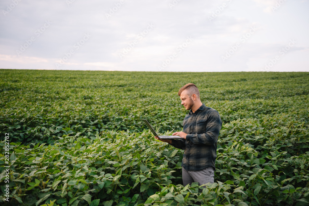 Fototapeta premium Agronomist inspecting soya bean crops growing in the farm field. Agriculture production concept. Agribusiness concept. agricultural engineer standing in a soy field