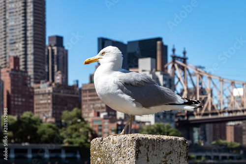 New York City - White bird stands on a pier along the East River