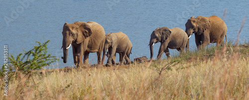 elefantes © Grey G.