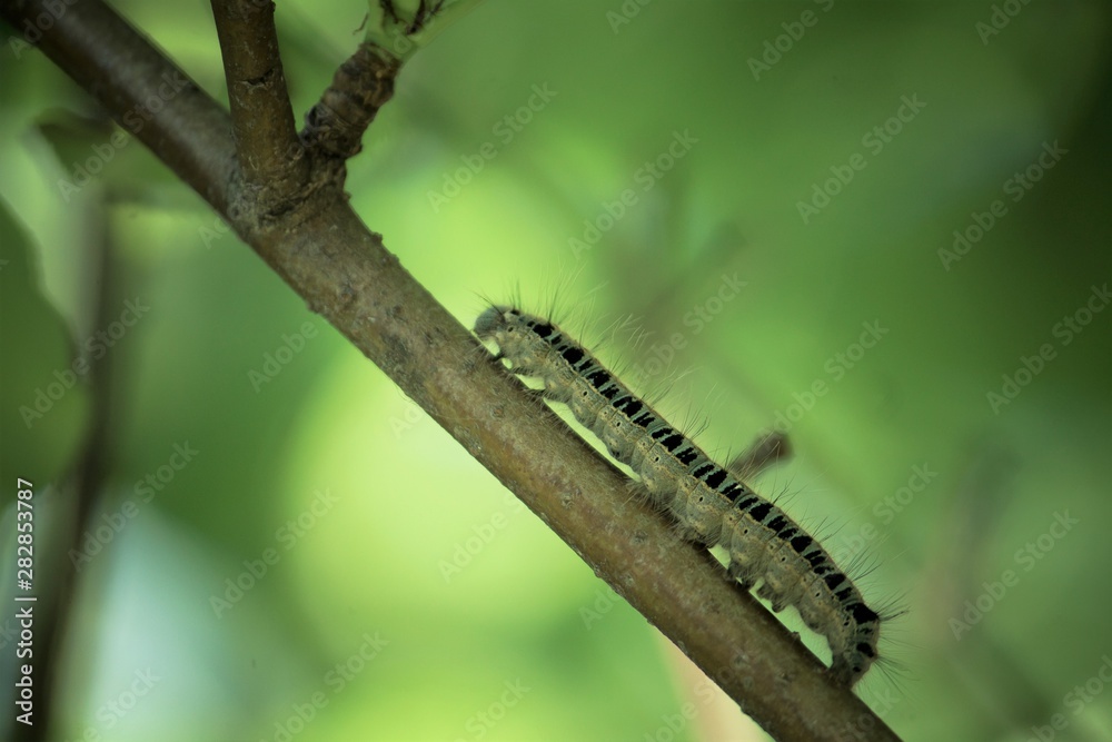 Fototapeta premium a blue and black caterpillar on a pear tree among green leaves in summer