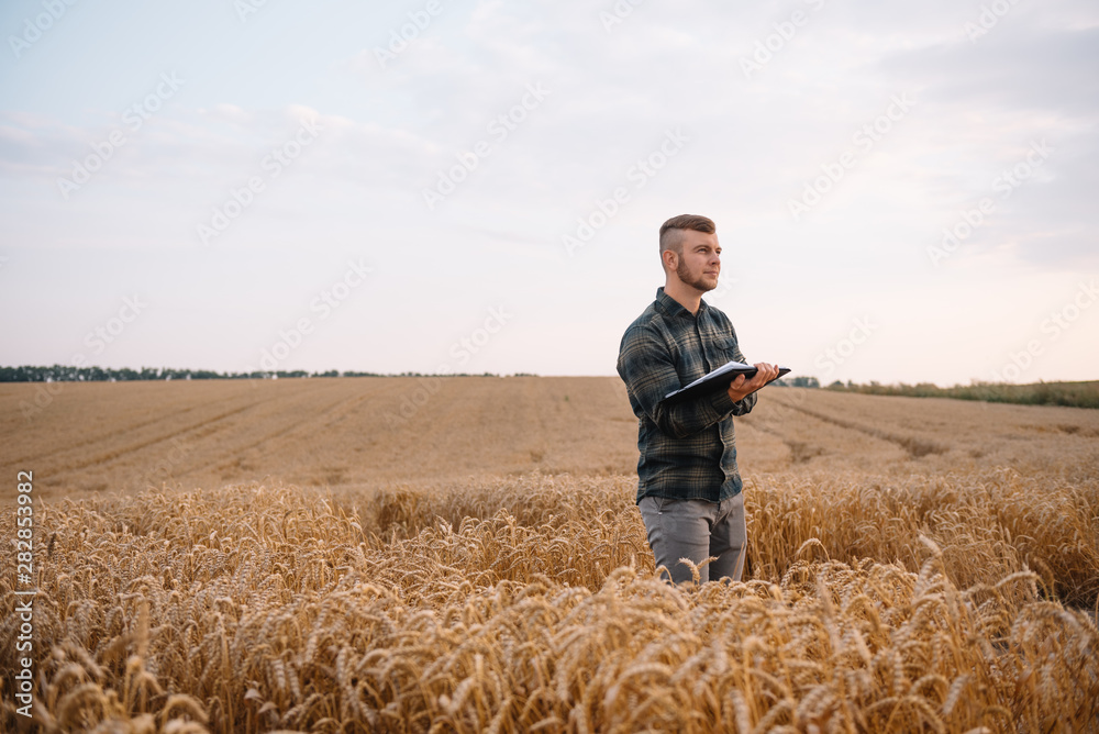 background with cracked soil and soybean field. Drought in agriculture. top view of drought in soy field with cracked soil. background with cracked soil and soybean field. Drought in agriculture. top view of drought in soy field with cracked soil.