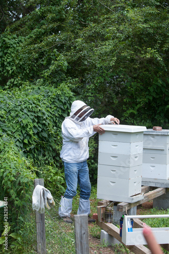 beekeeper working with bees in hive