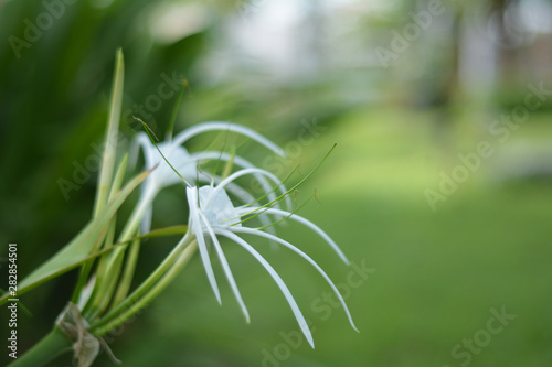 Crinum Lily flower in the midst of a green garden © Aue Plus