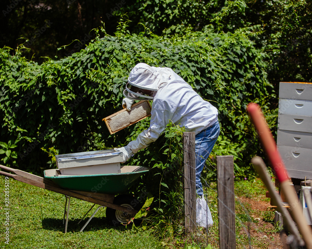 beekeeper working with bees in hive beekeeper working with bees in hive