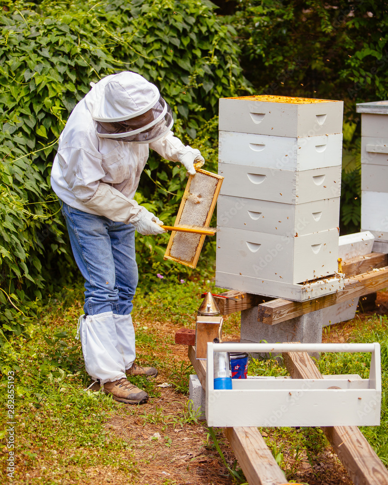 beekeeper working with bees in hive beekeeper working with bees in hive