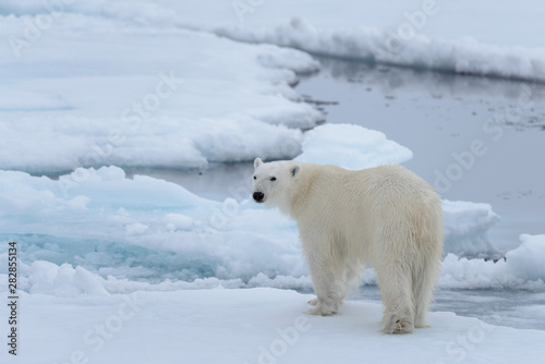 Wild polar bear on pack ice in Arctic sea close up