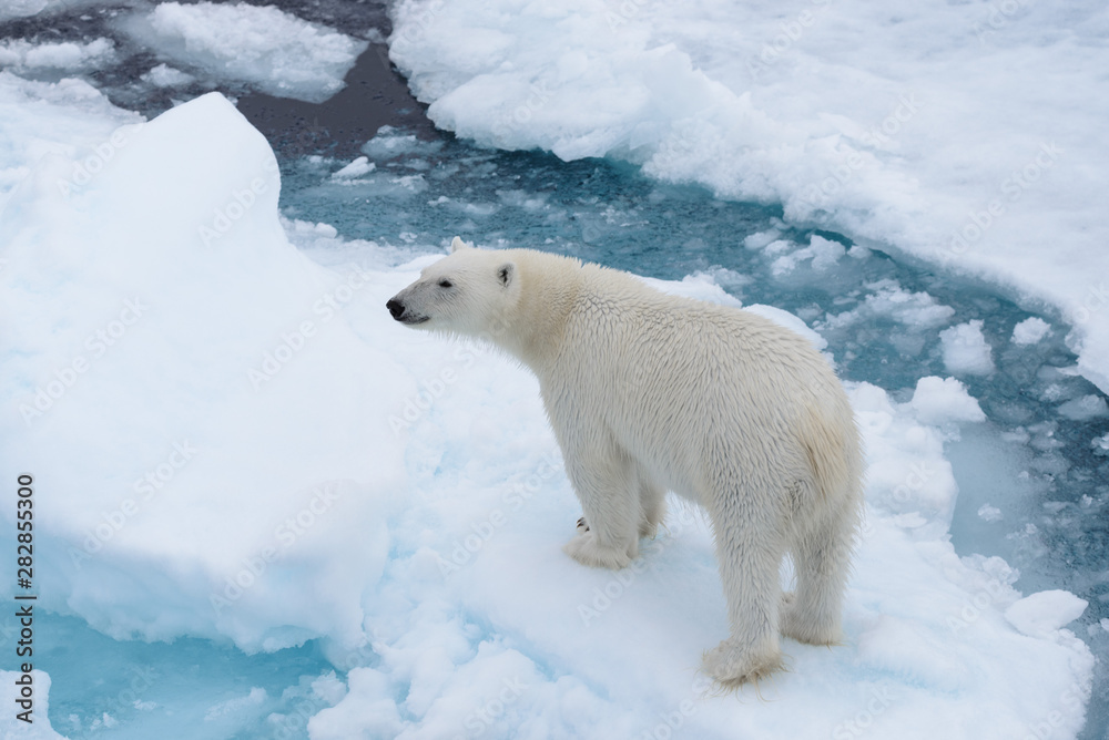 Wild polar bear on pack ice in Arctic sea from top, aerial view Wild polar bear on pack ice in Arctic sea from top, aerial view