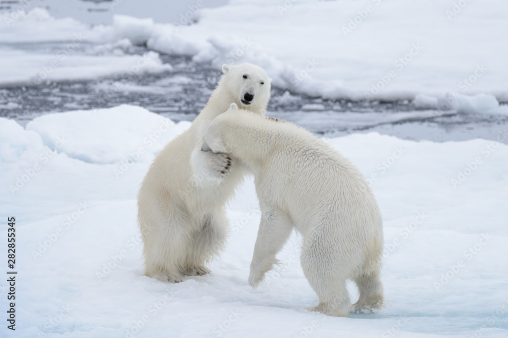 Two young wild polar bears playing on pack ice in Arctic sea Two young wild polar bears playing on pack ice in Arctic sea