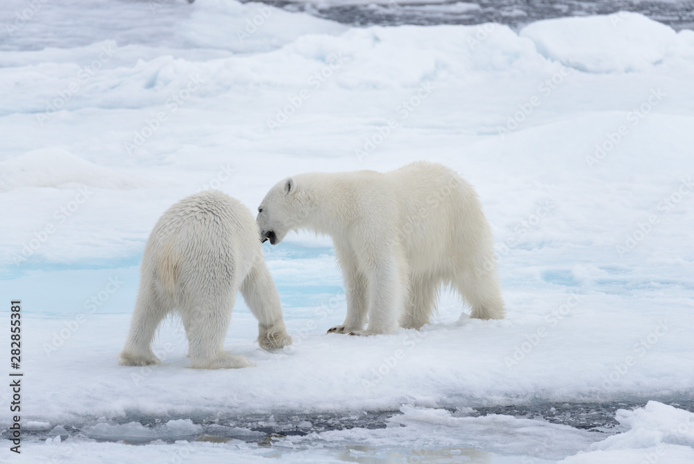 Two young wild polar bears playing on pack ice in Arctic sea Two young wild polar bears playing on pack ice in Arctic sea