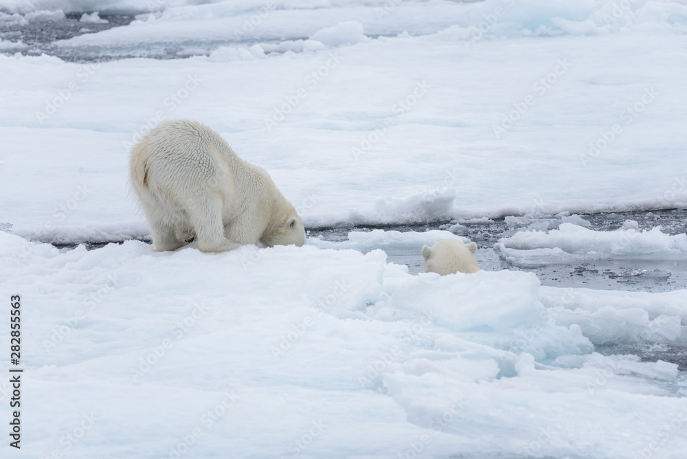 Two young wild polar bears playing on pack ice in Arctic sea, north of Svalbard Two young wild polar bears playing on pack ice in Arctic sea, north of Svalbard