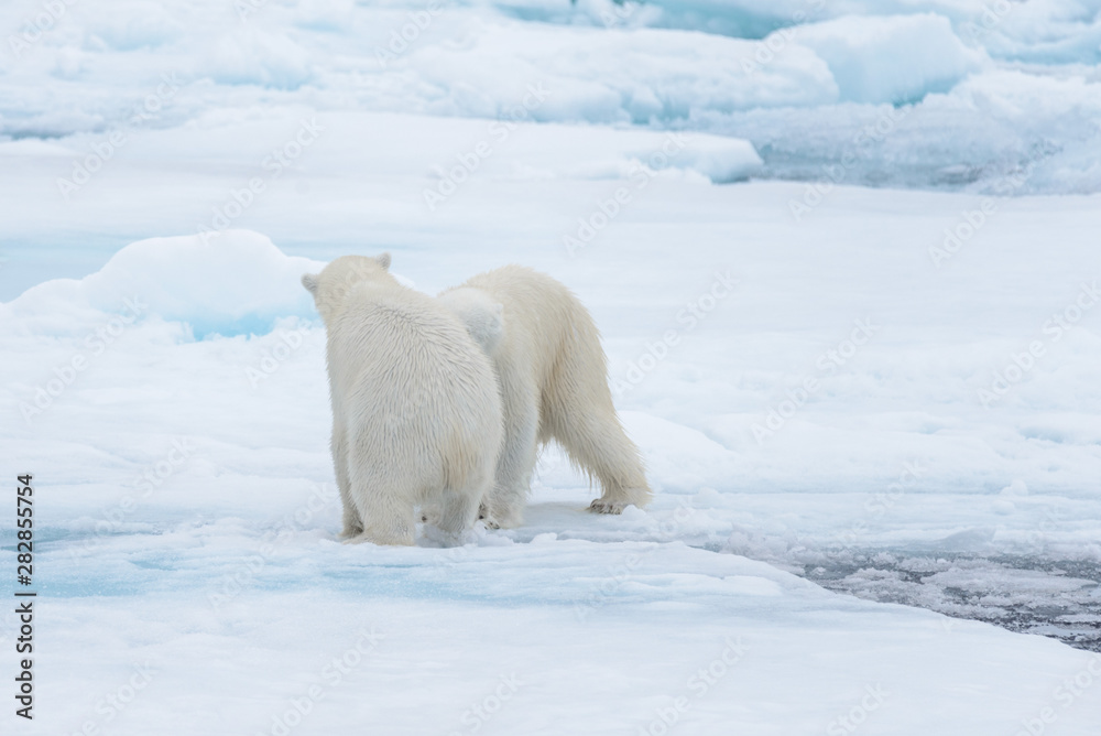 Two young wild polar bears playing on pack ice in Arctic sea, north of Svalbard Two young wild polar bears playing on pack ice in Arctic sea, north of Svalbard