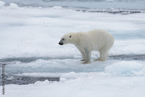 Wet polar bear shaking off on pack ice in Arctic sea
