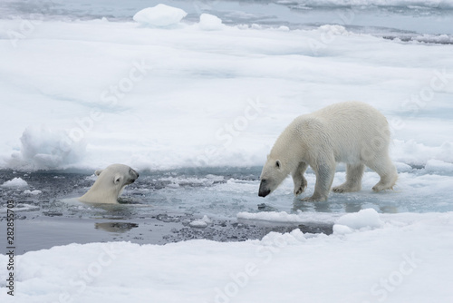 Two young wild polar bears playing on pack ice in Arctic sea, north of Svalbard