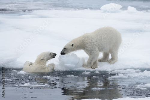 Two young wild polar bears playing on pack ice in Arctic sea, north of Svalbard