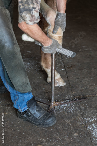 The blacksmith changes horseshoes of a horse. On the man a leather apron. The expert files a rasp nails of an animal. The leg of a horse costs on a special support © Naletova