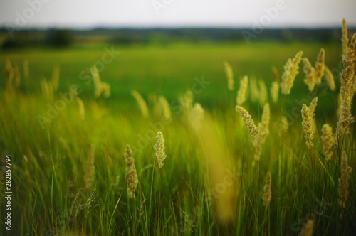 field of wheat