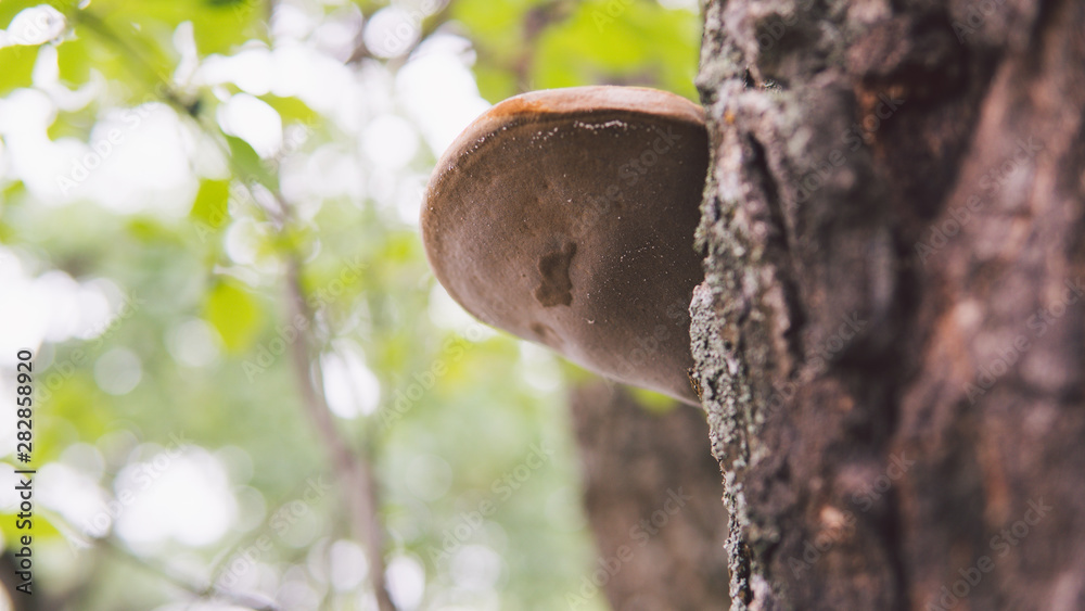 The big tinder fungus on live tree in autumn day. Oak tree trunk with tinder fungus. The big tinder fungus on live tree in autumn day. Oak tree trunk with tinder fungus.