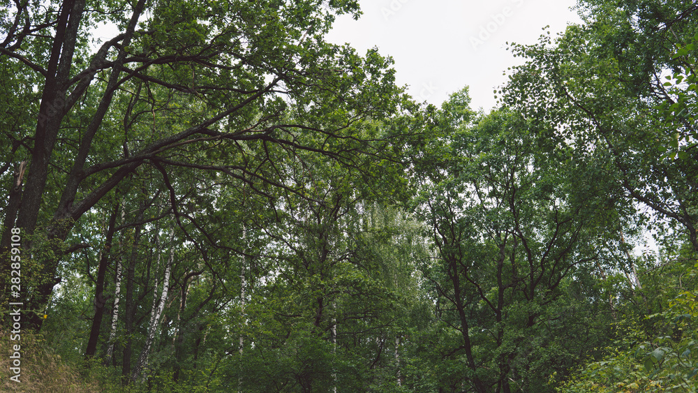 Empty path in the summer forest perspective view of an empty path among the trees in a Quiet forest