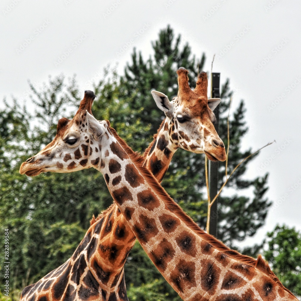 Obraz premium Giraffes