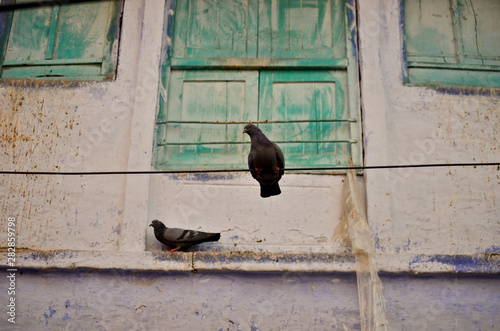 Dove perched on a wire in Jaipur, India