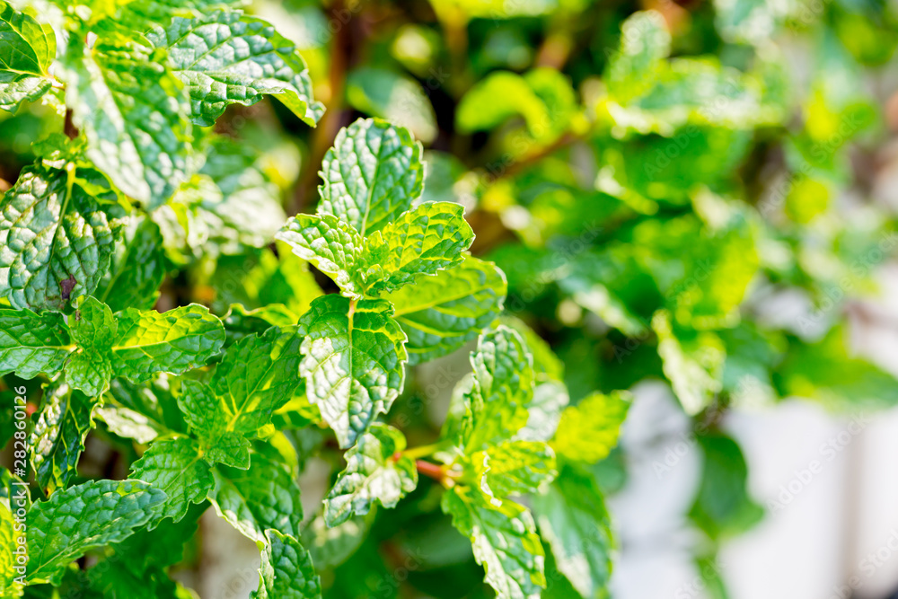 Peppermint. A bunch of green mint,fresh green leaves in the backyard with space, background -Image. Peppermint. A bunch of green mint,fresh green leaves in the backyard with space, background -Image.