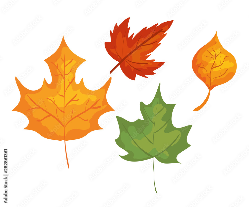 Fototapeta premium set of autumn leaves nature plant