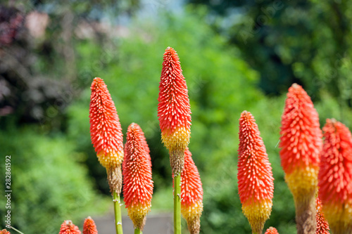 Kniphofia hirsuta also called tritoma, red hot poker, torch lily, knofflers, traffic lights or poker plant, is a genus of perennial flowering plants in the family Asphodelaceae. photo